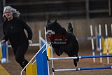 wedstrijd agility friends zondag