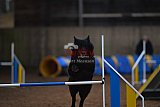 wedstrijd agility friends zondag