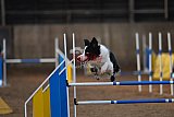 wedstrijd agility friends zondag
