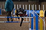 wedstrijd agility friends zondag