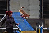 wedstrijd agility friends zondag