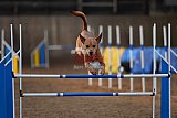 wedstrijd agility friends zondag