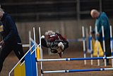 wedstrijd agility friends zondag