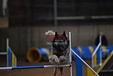 wedstrijd agility friends zondag