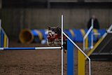 wedstrijd agility friends zondag
