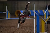 wedstrijd agility friends zondag