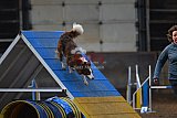 wedstrijd agility friends zondag