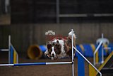 wedstrijd agility friends zondag