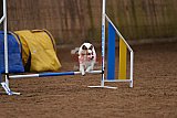 wedstrijd agility friends zondag