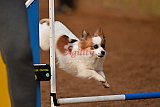 wedstrijd agility friends zondag