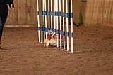 wedstrijd agility friends zondag