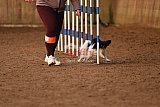 wedstrijd agility friends zondag