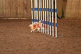 wedstrijd agility friends zondag