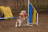 wedstrijd agility friends zondag