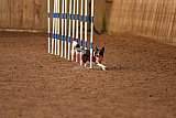 wedstrijd agility friends zondag