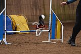 wedstrijd agility friends zondag