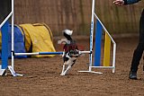 wedstrijd agility friends zondag