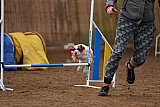wedstrijd agility friends zondag