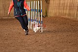 wedstrijd agility friends zondag