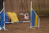 wedstrijd agility friends zondag