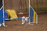 wedstrijd agility friends zondag