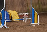 wedstrijd agility friends zondag