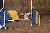 wedstrijd agility friends zondag