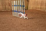 wedstrijd agility friends zondag