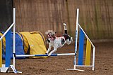 wedstrijd agility friends zondag