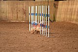 wedstrijd agility friends zondag