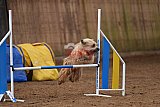 wedstrijd agility friends zondag