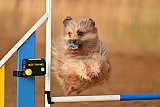 wedstrijd agility friends zondag