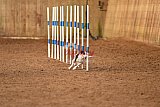 wedstrijd agility friends zondag