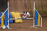 wedstrijd agility friends zondag