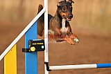 wedstrijd agility friends zondag