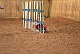 wedstrijd agility friends zondag