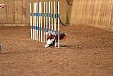 wedstrijd agility friends zondag