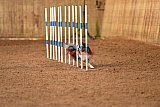 wedstrijd agility friends zondag