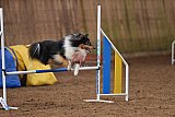 wedstrijd agility friends zondag