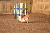 wedstrijd agility friends zondag
