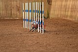 wedstrijd agility friends zondag