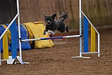wedstrijd agility friends zondag