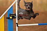 wedstrijd agility friends zondag