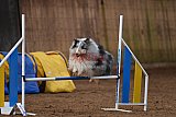 wedstrijd agility friends zondag