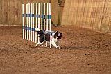 wedstrijd agility friends zondag