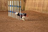 wedstrijd agility friends zondag