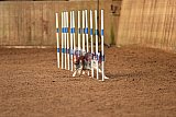 wedstrijd agility friends zondag