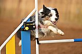 wedstrijd agility friends zondag