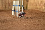 wedstrijd agility friends zondag