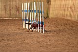 wedstrijd agility friends zondag